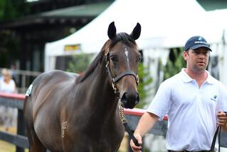 Lot 626 (Savabeel x Gold Rocks) colt from Waikato Stud sold for $500,000 to Te Akau’s David Ellis.